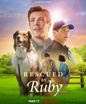 Chó cứu hộ Ruby